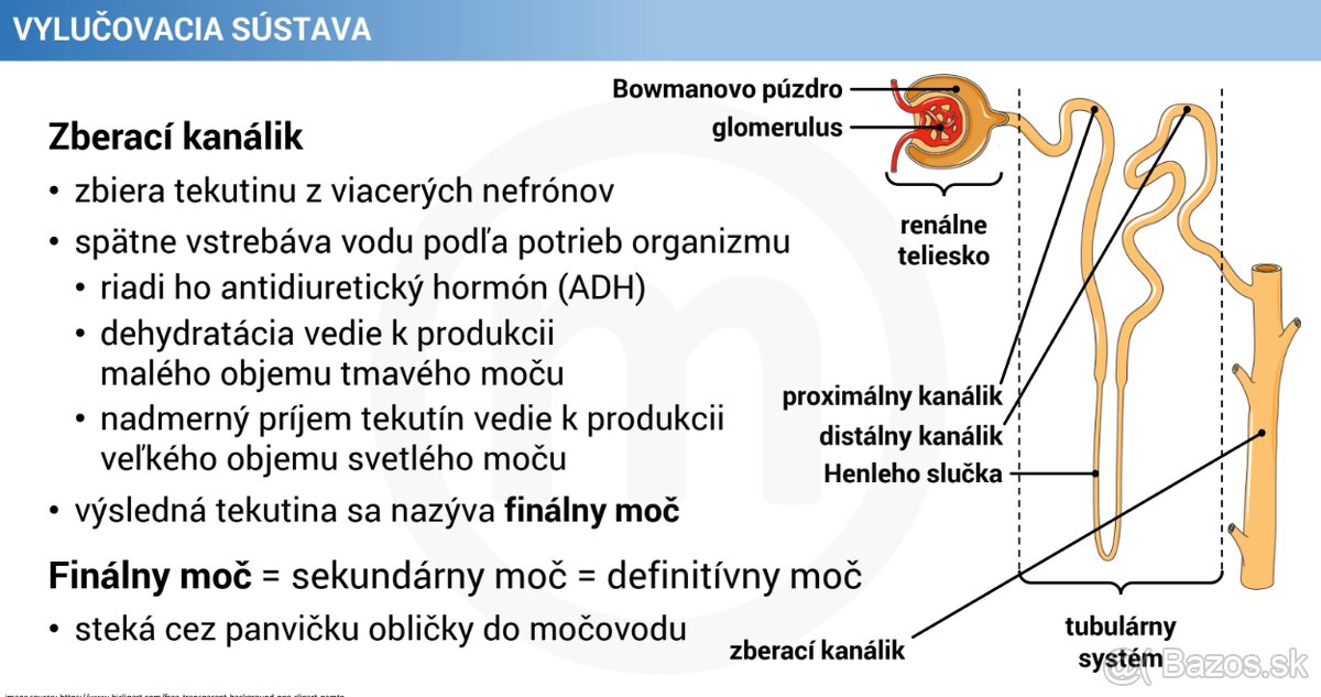 Poznámky ľudské telo - 2