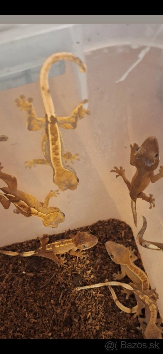 Pagekon riasnatý ( Correlophus ciliatus) - 2