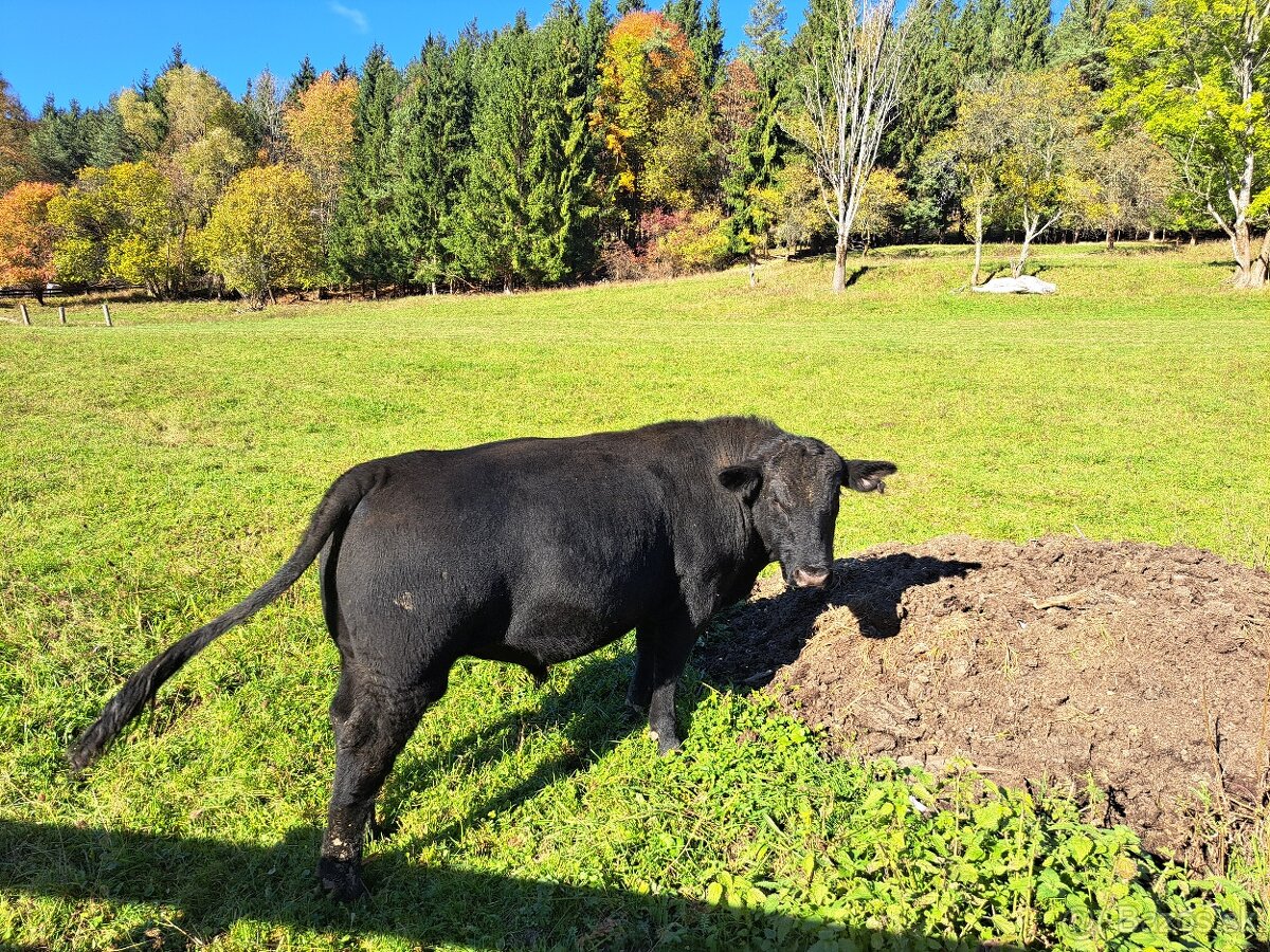 Aberden Angus. Jalovice - bíčky - 2