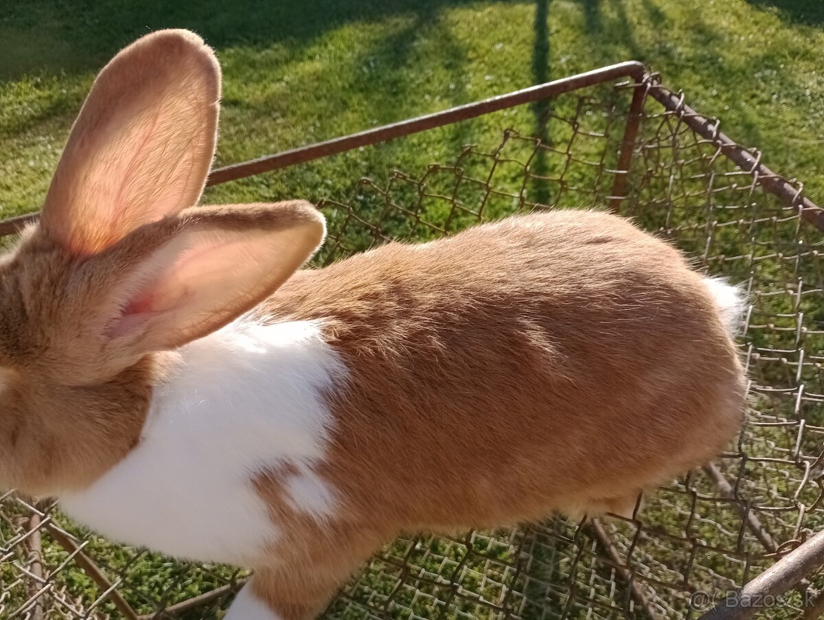 Predám králiky Šarišský obrovity - 2