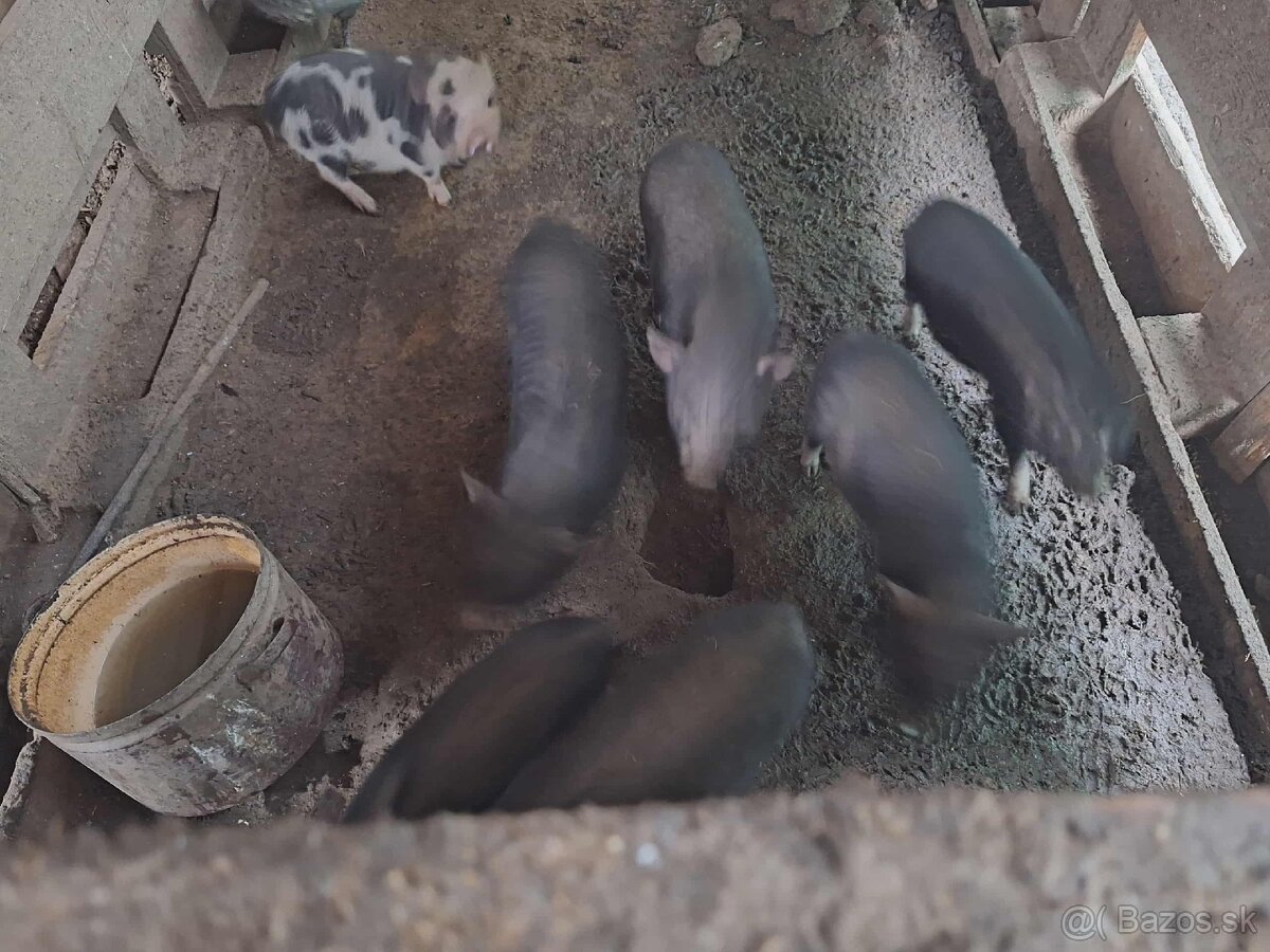 Vietnamské prasiatka - 2