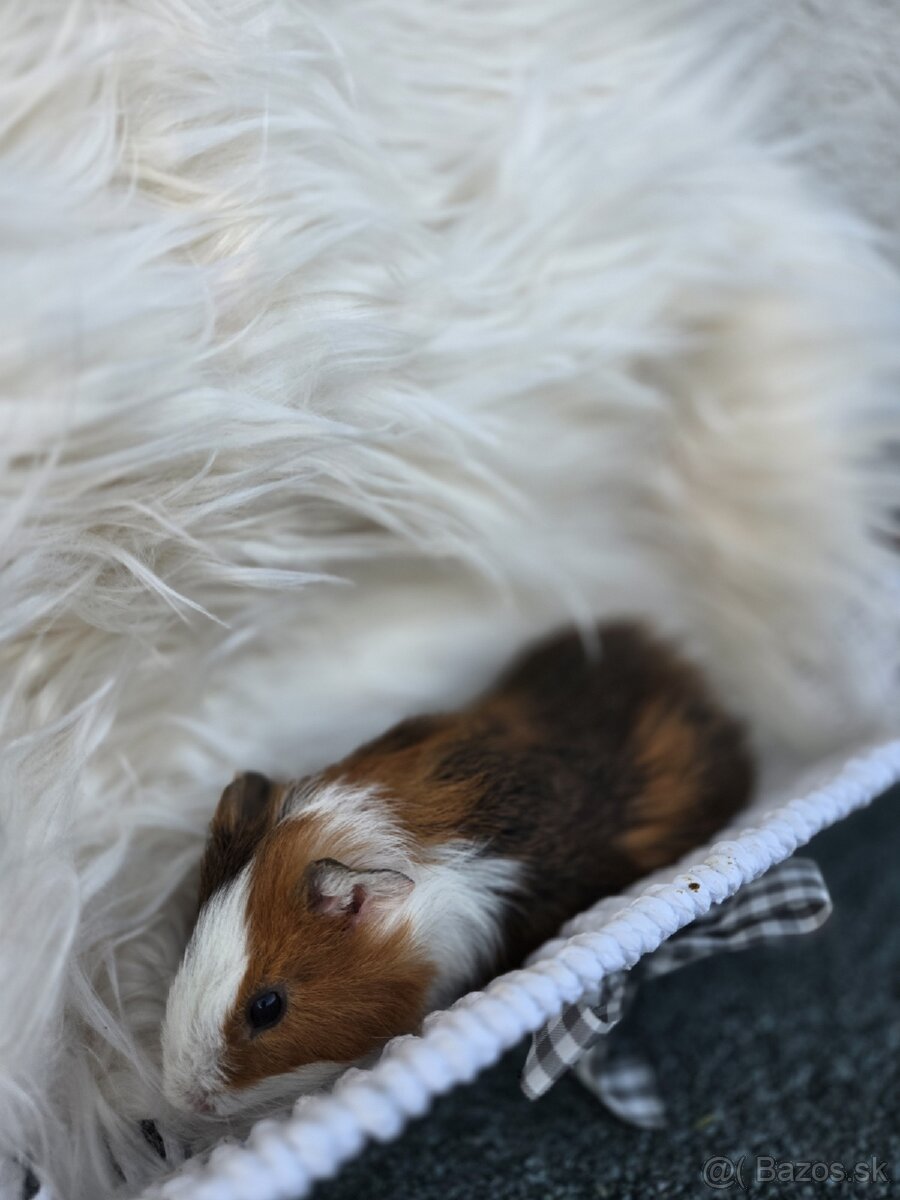 Morské prasiatko - 2