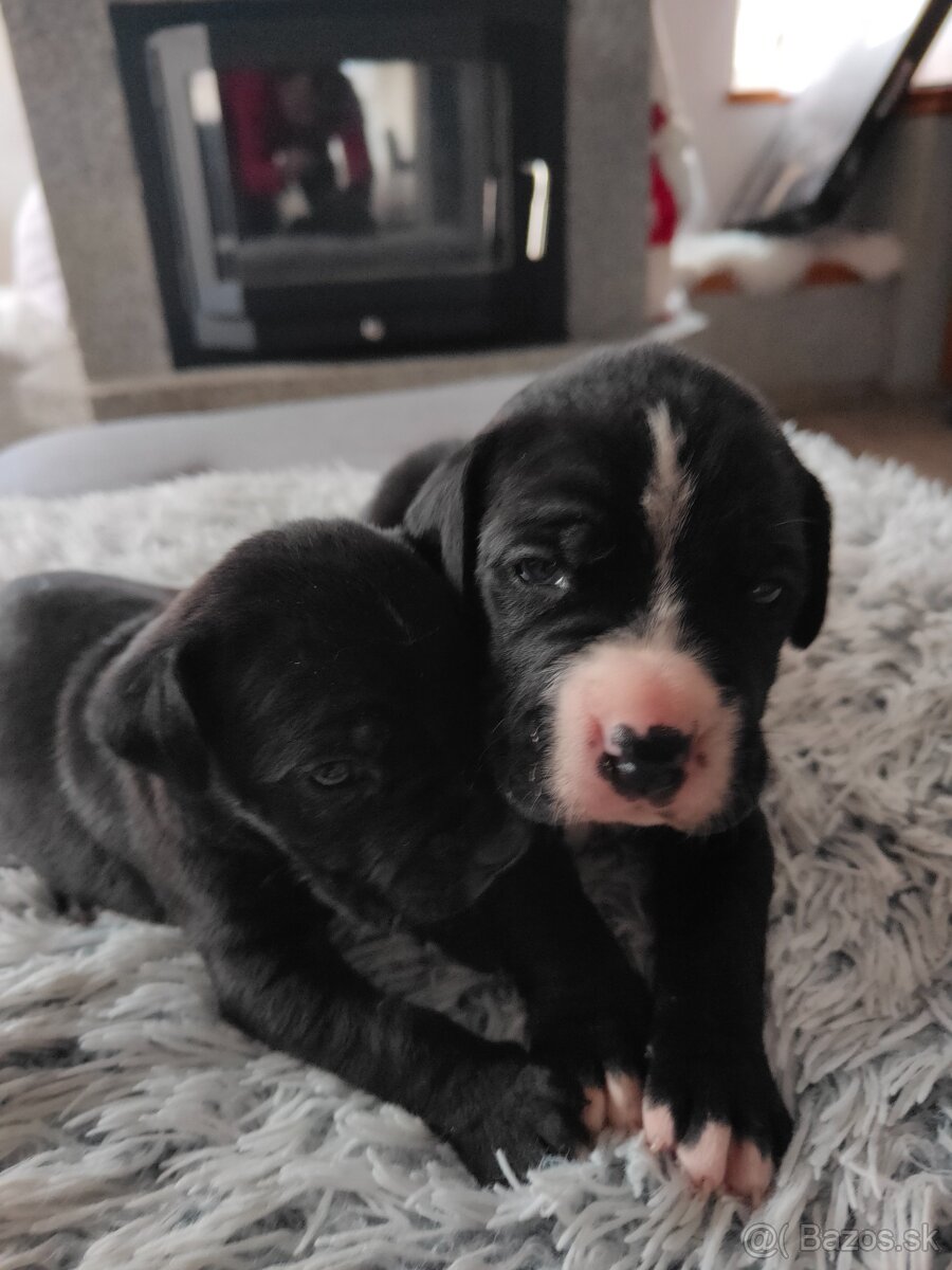 Cane Corso Šteniatka bez PP - 2