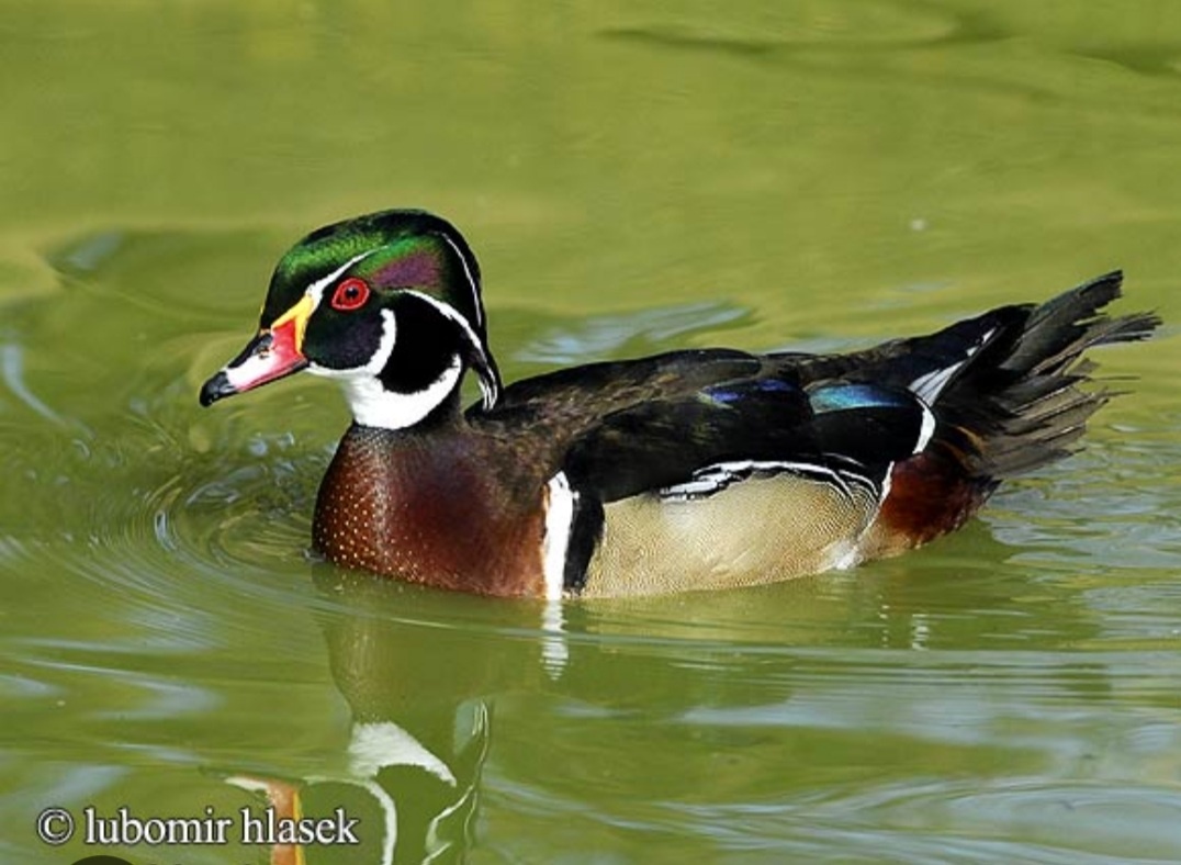 Okrasne kačky - kačice - kačičky - 2