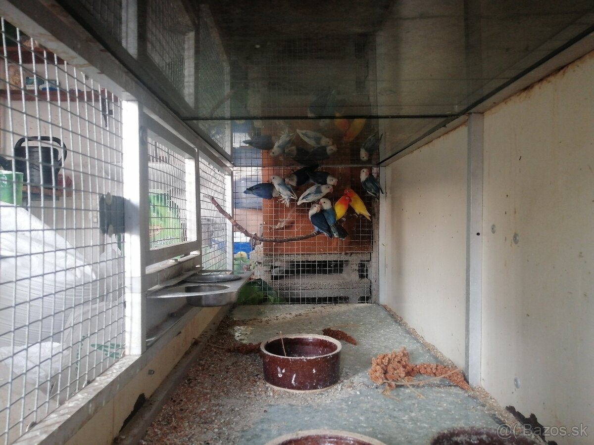 Agapornis Fischer - 2