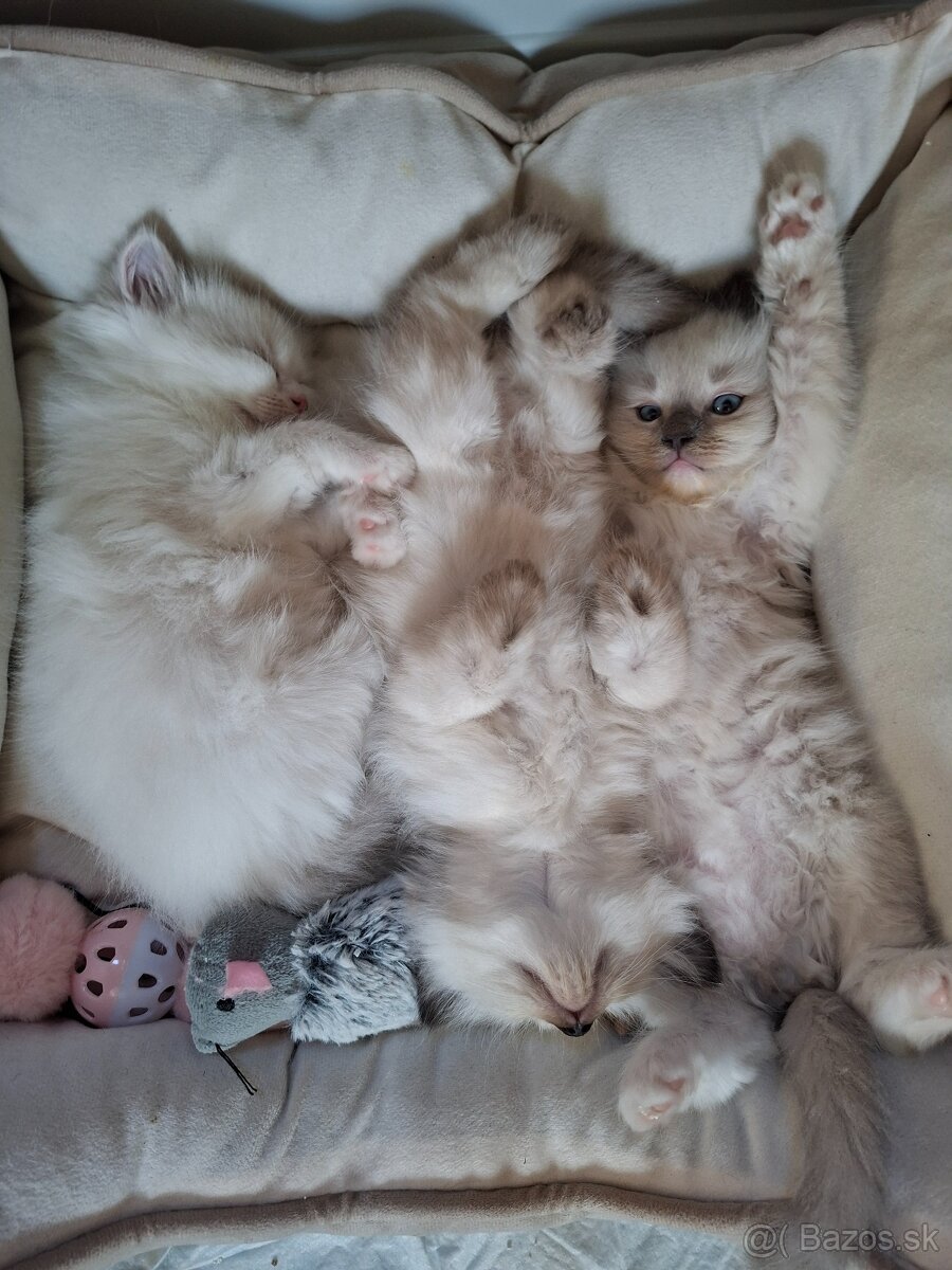 Ragdoll - 2
