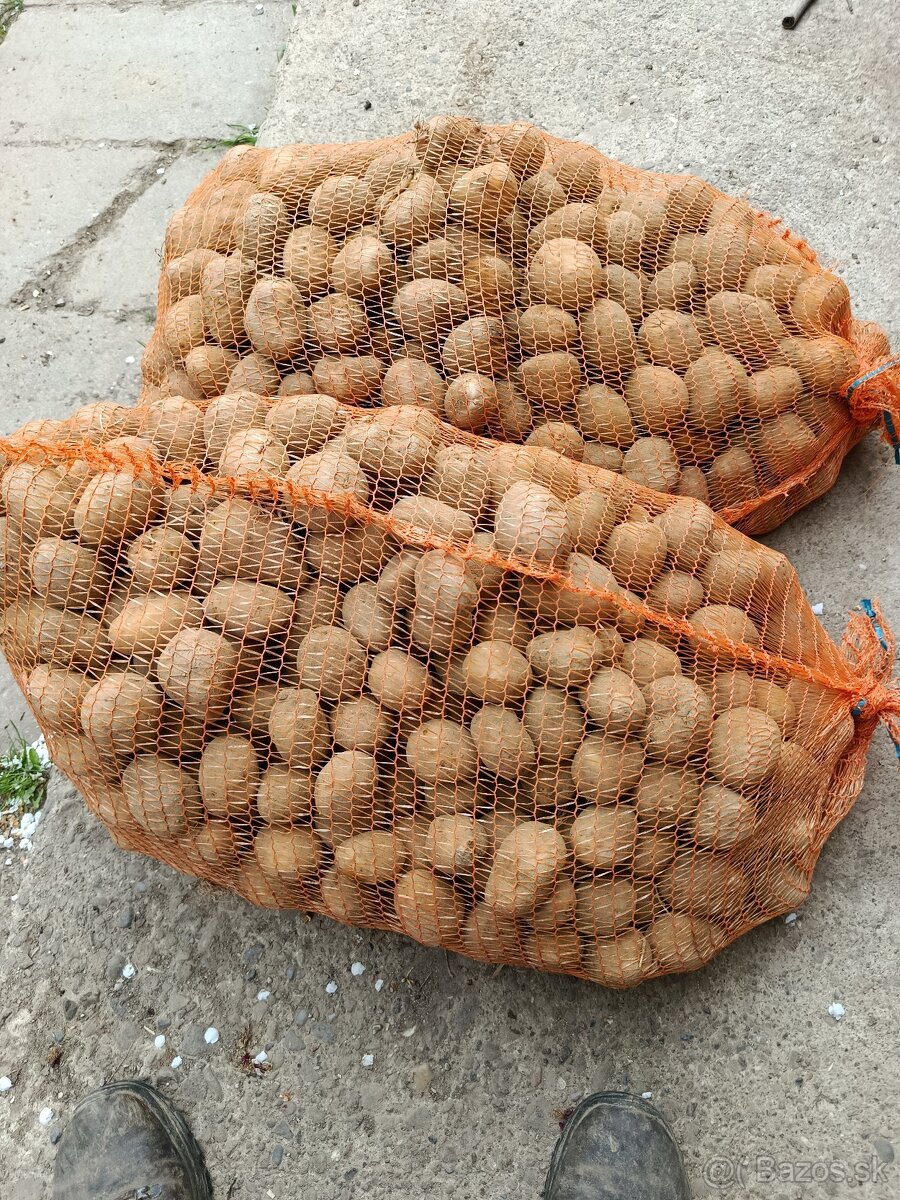 Predám sadbove zemiaky - 2