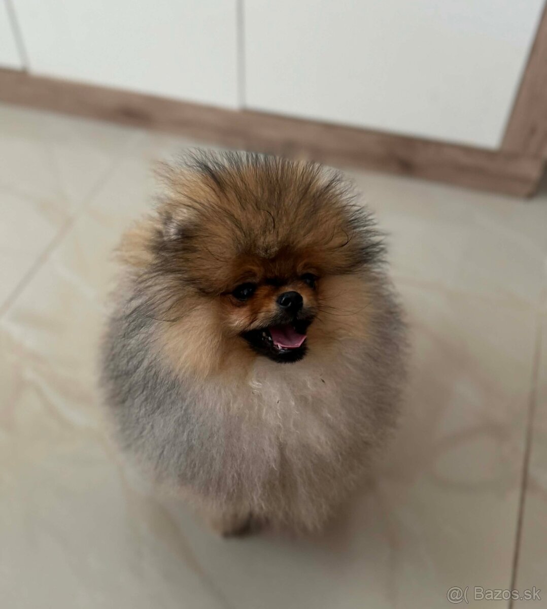 Pomeranian - 2
