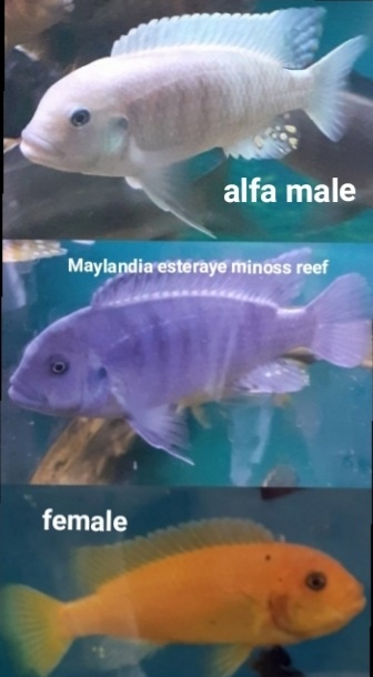 Malawi rybky - 2