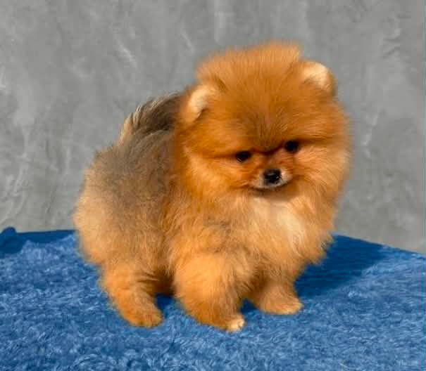 Pomeranian - 2