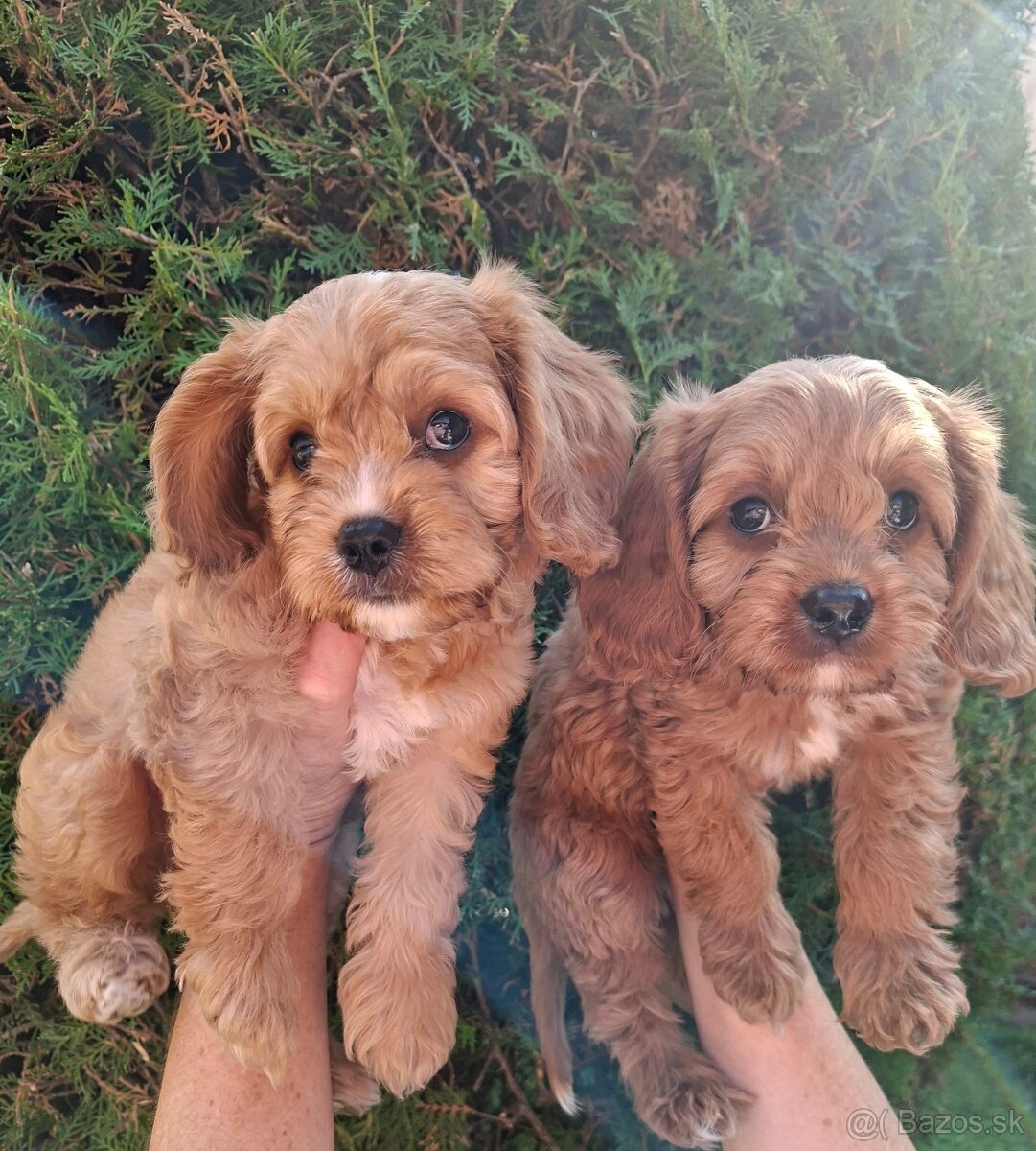 Labradoodle - 2
