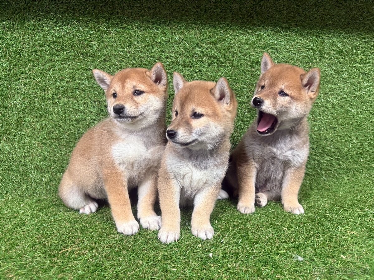 Shiba inu, Šiba inu - 2
