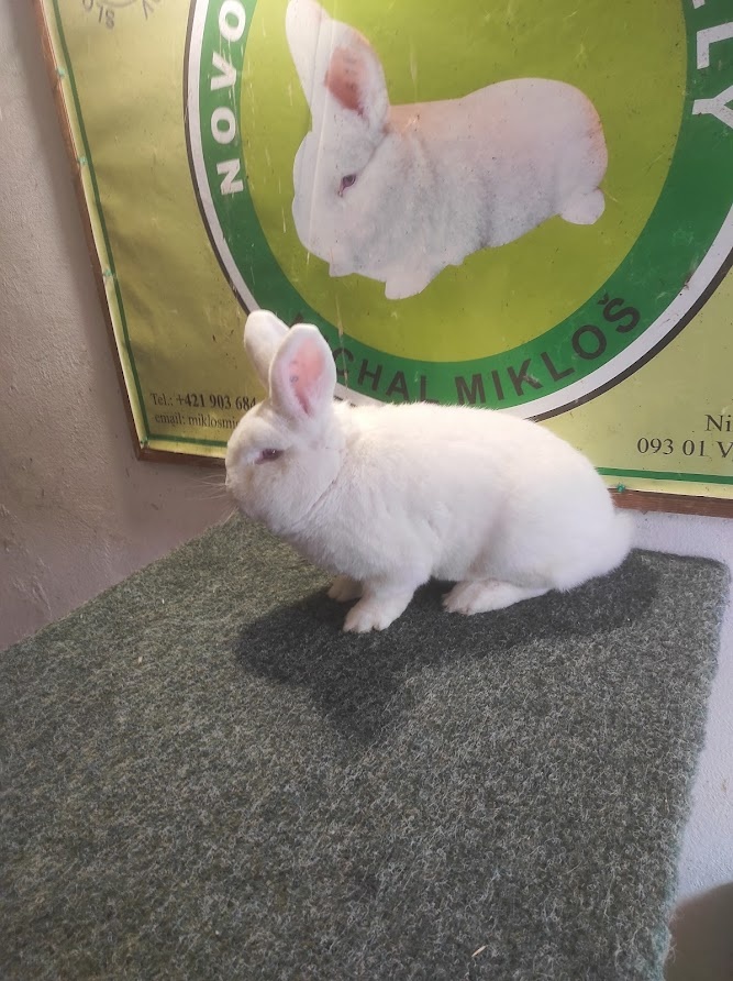 Novozélandský biely - 2