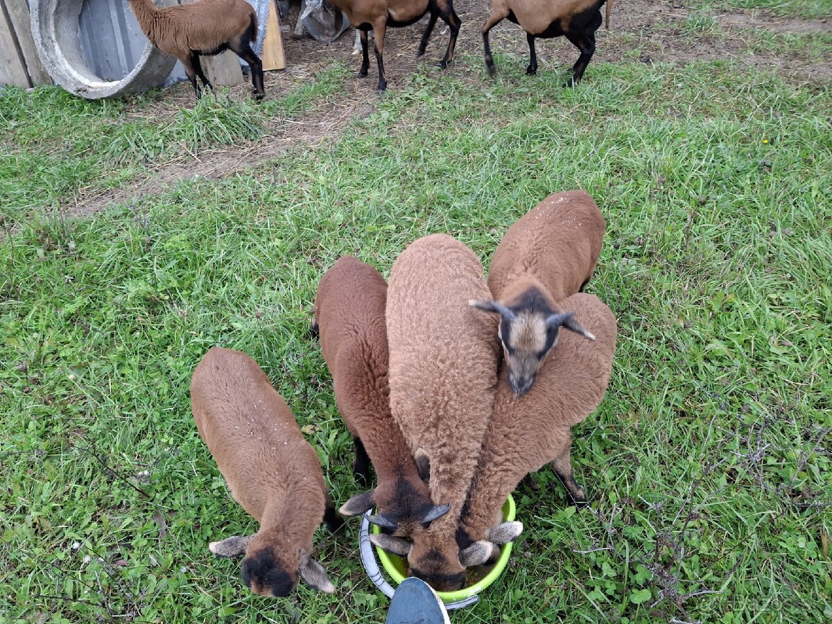 mladé kamerúnske ovce a baránok - 2