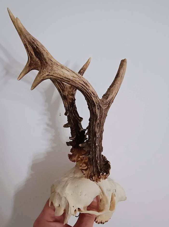 Trofej trofeje parohy parožie zhody, - 2