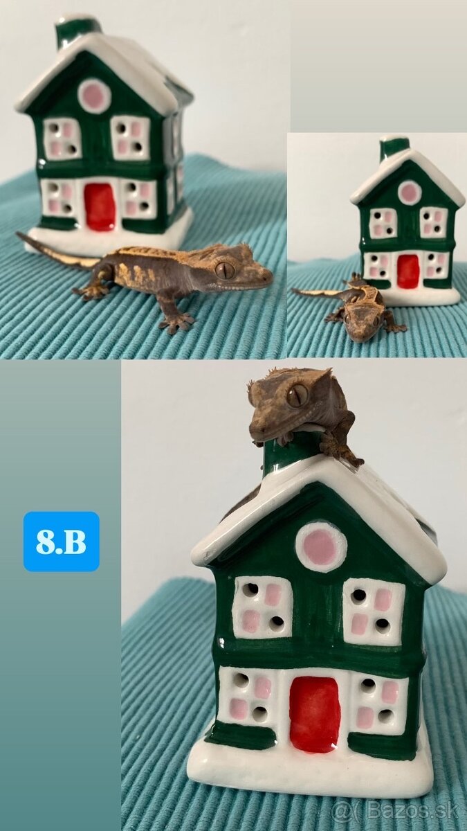 Pagekon riasnaty - 2