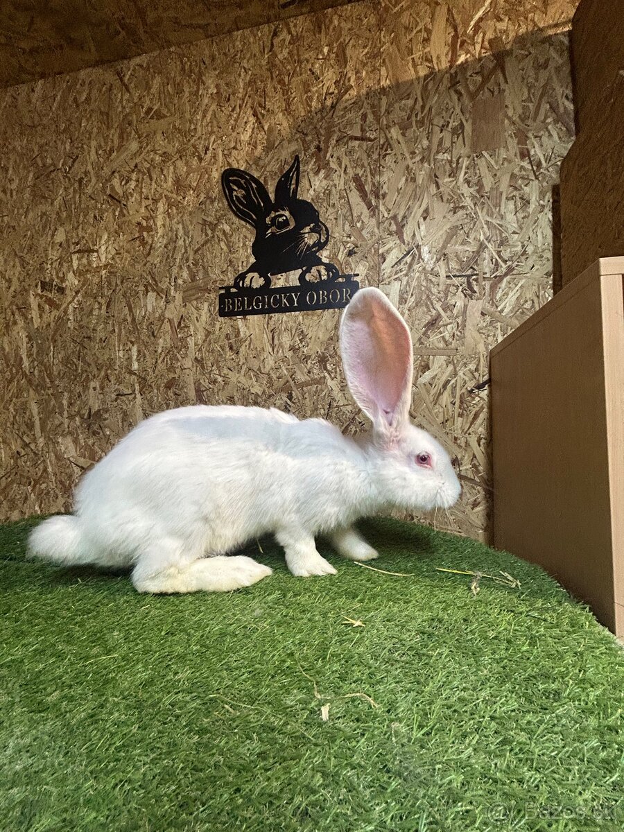 Belgicky Obor 3mesacne - 2