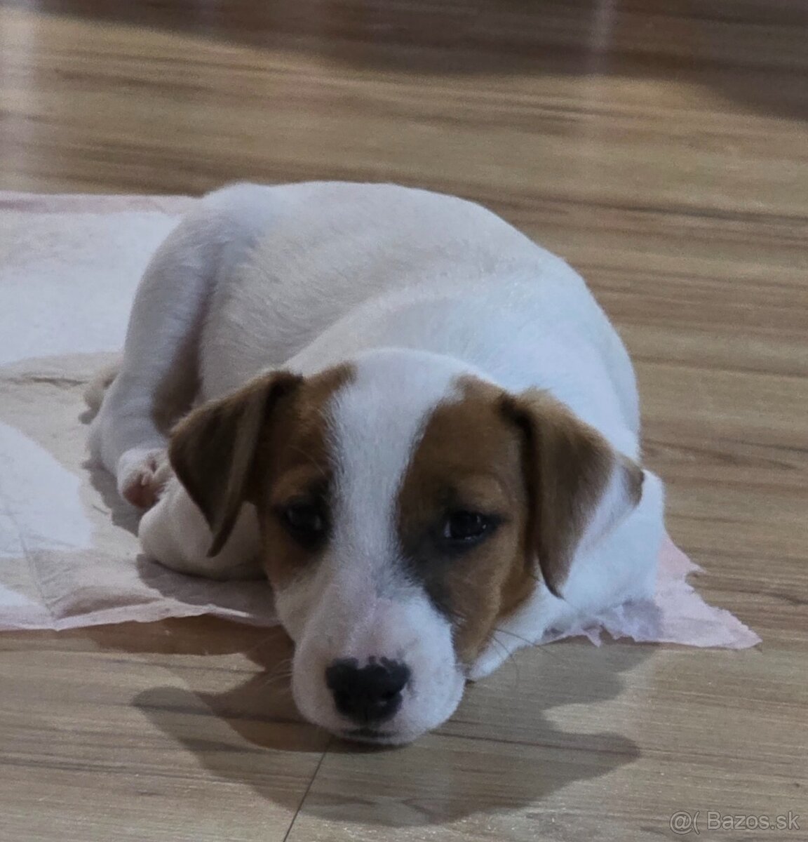 Jack Russell teriér - 2