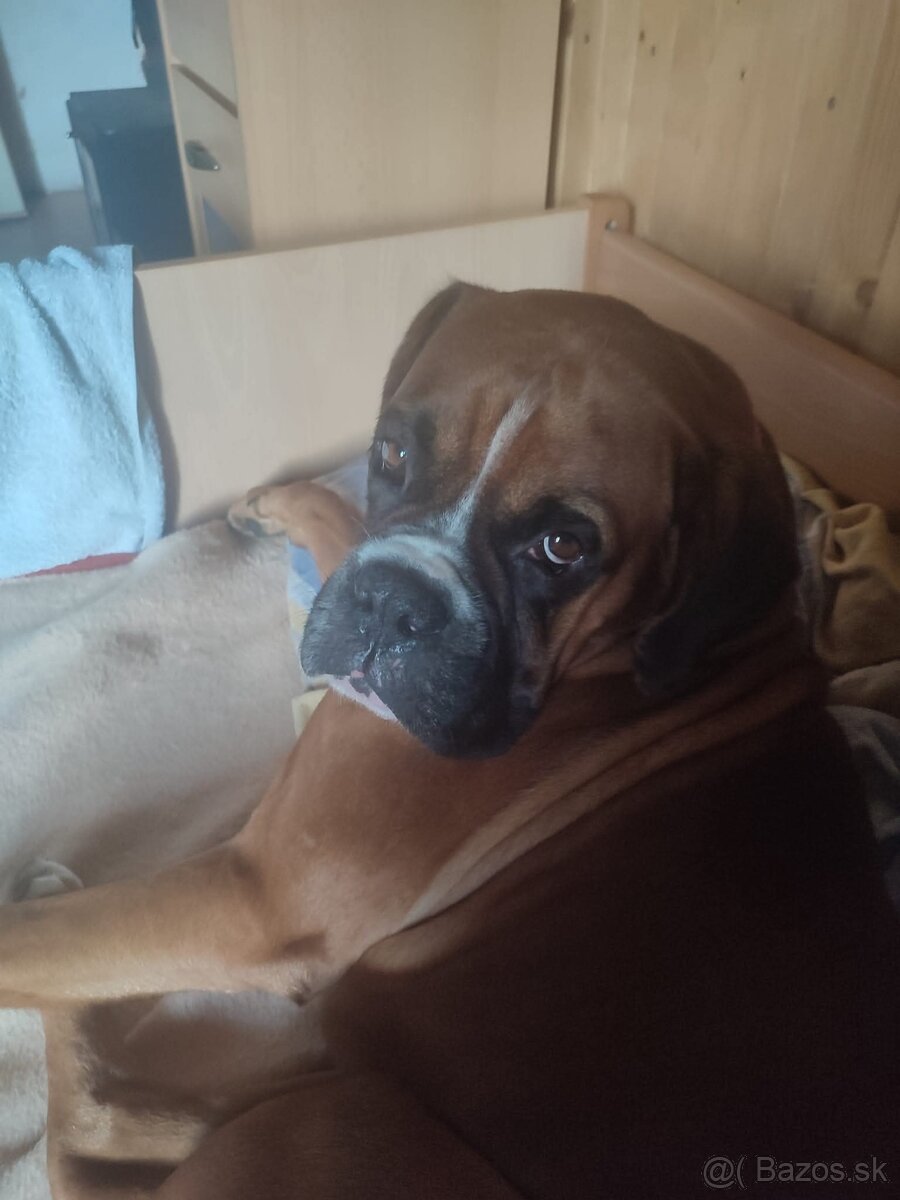 Darujem nemecky boxer - 2