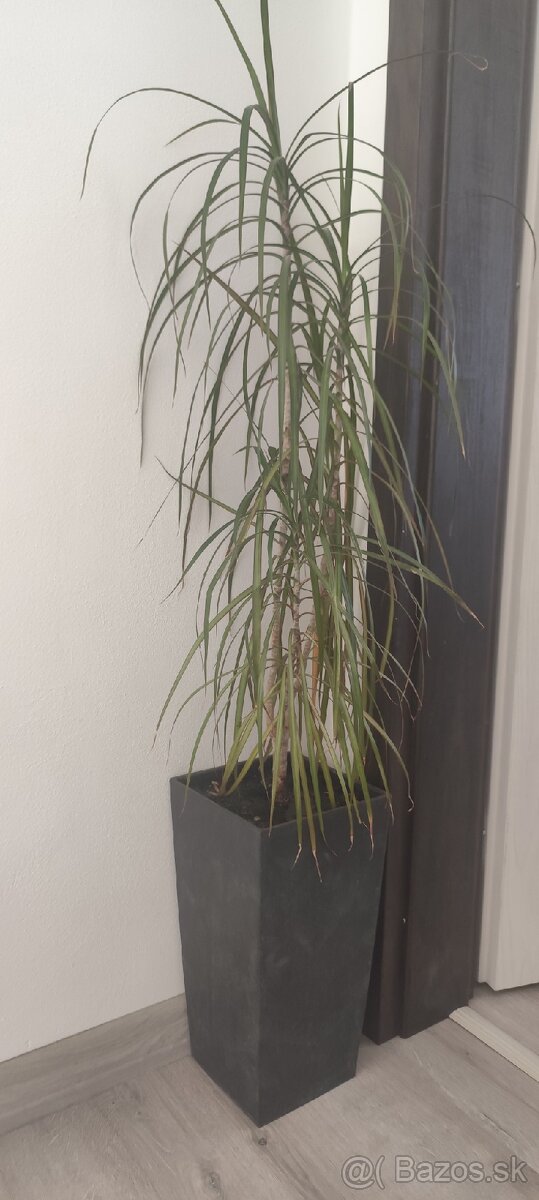 Dracenia - 2