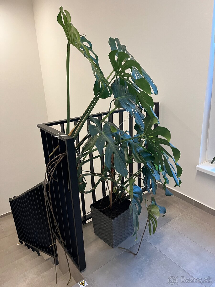 Kvet Monstera - 2