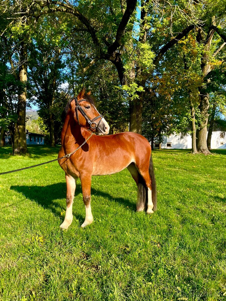 Welsh cob valach na predaj - 2