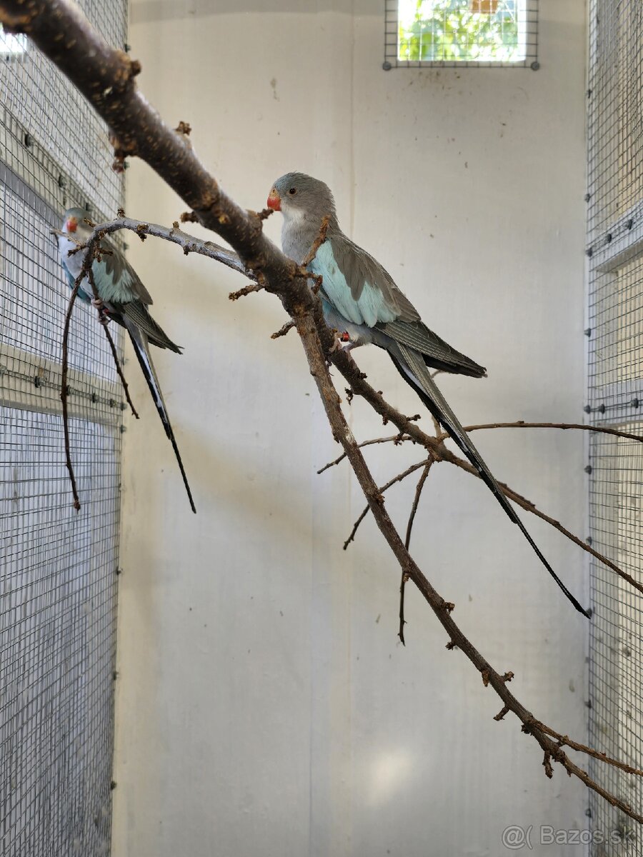 Alexandrin princ - 2