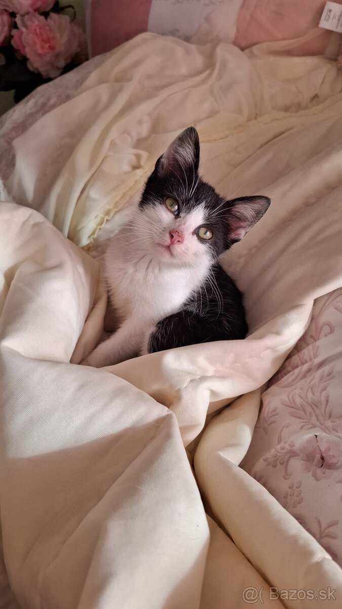 Darujem mačiatko - 2