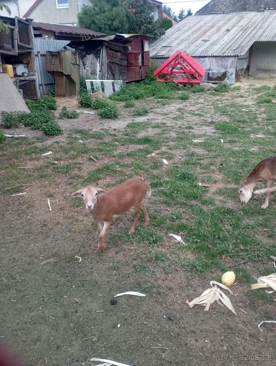 Predám Kamerunske ovce - 2