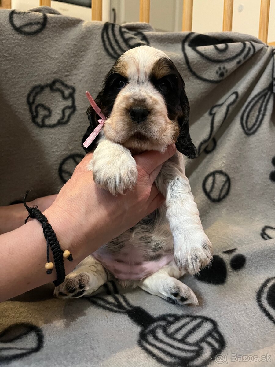 Anglicky kokršpaněl - 2