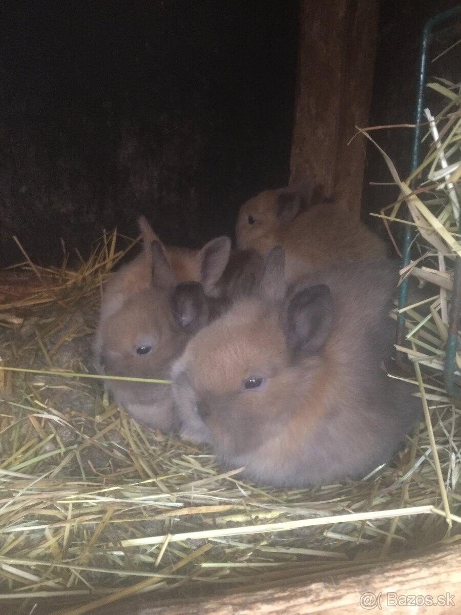 zakrslé králiky - 2