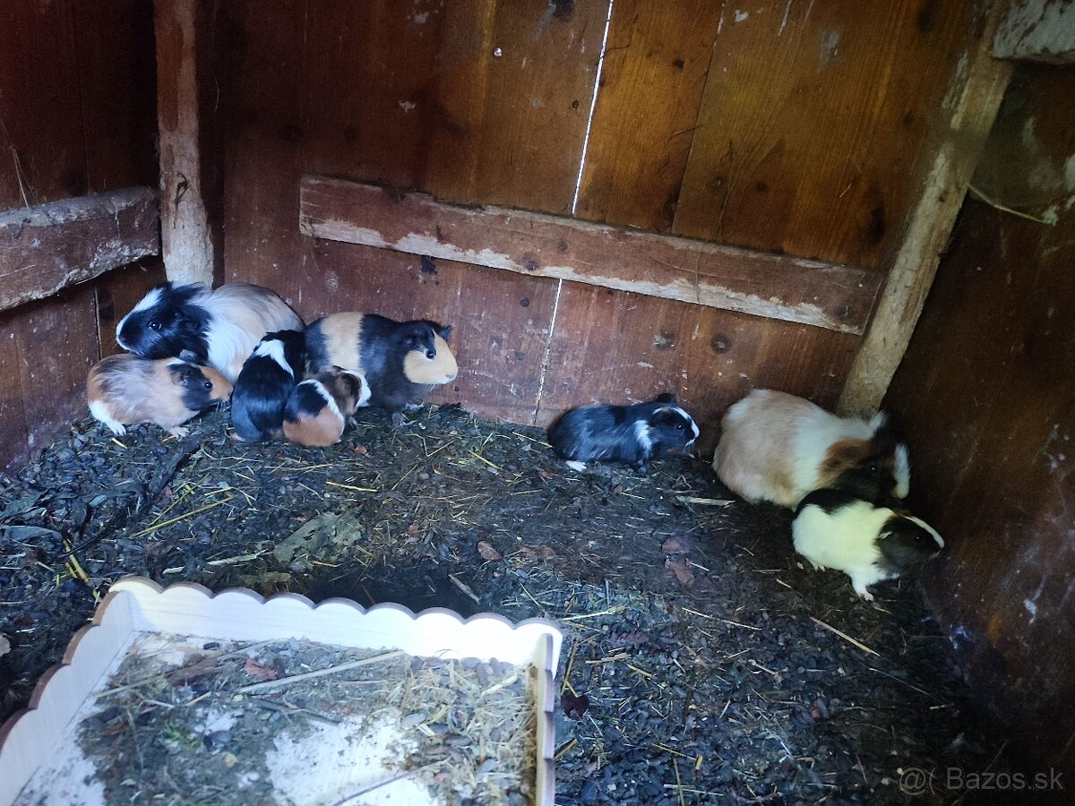 Morské prasiatko - 2