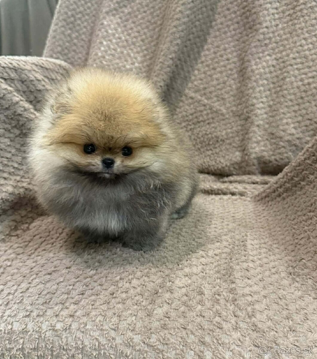Pomeranian mini - 2