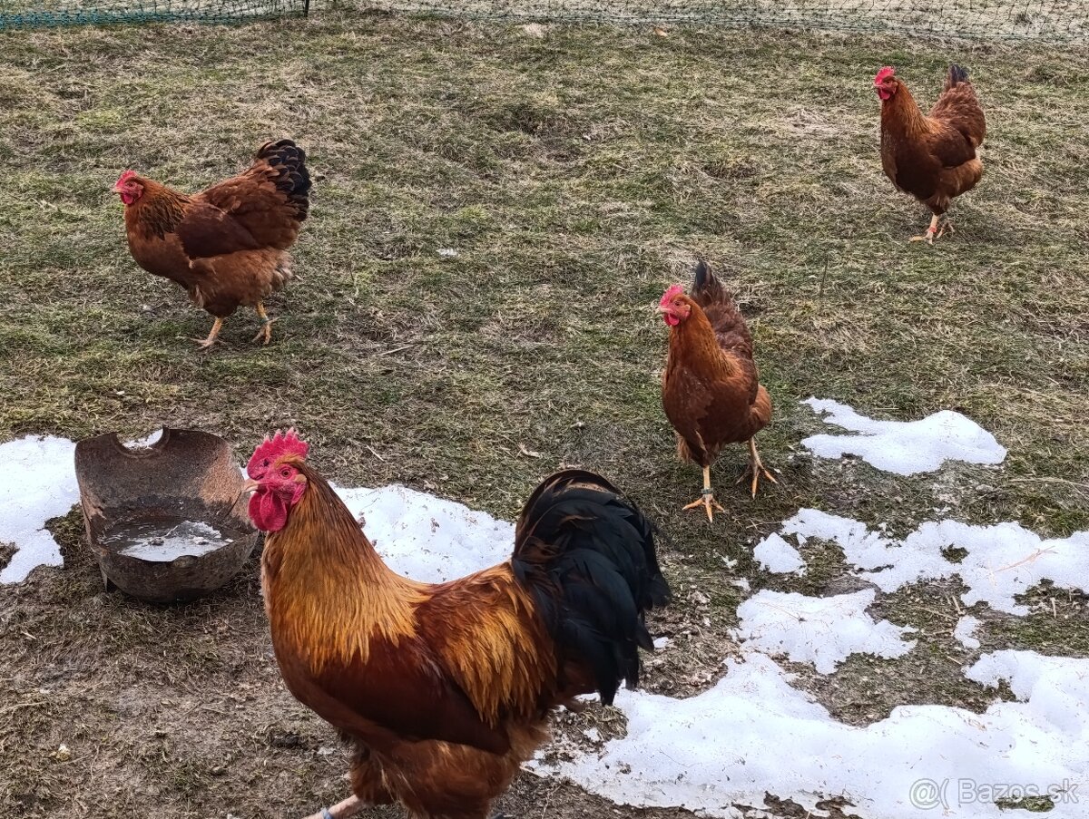 Nasadové vajíčka Hempšir - 2