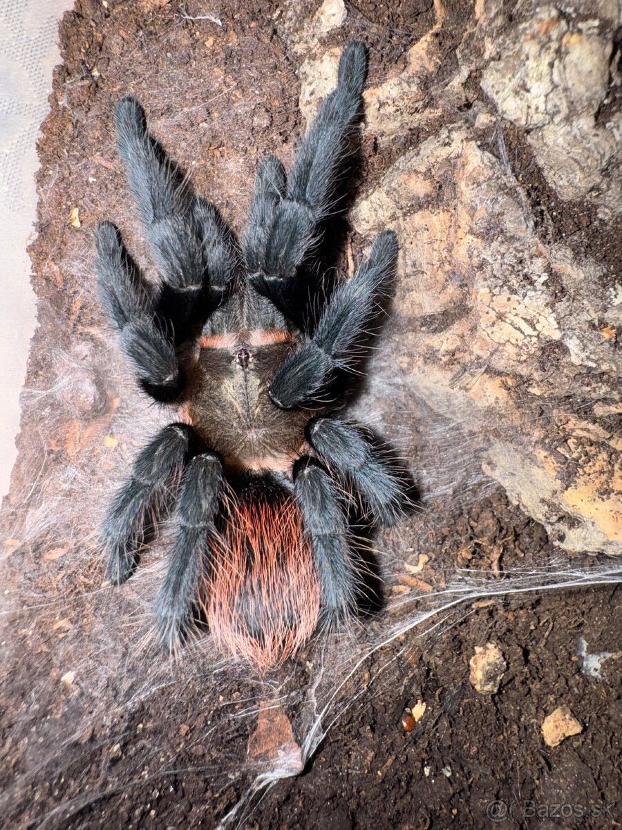 Pavúky - vtáčkare - 2