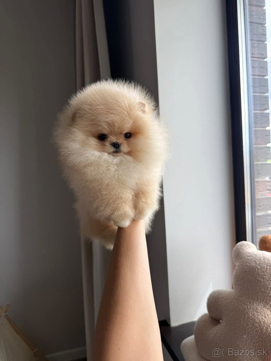 Pomeranian mini - 2