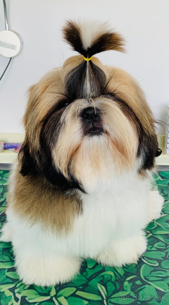 Shihtzu s PP - 2