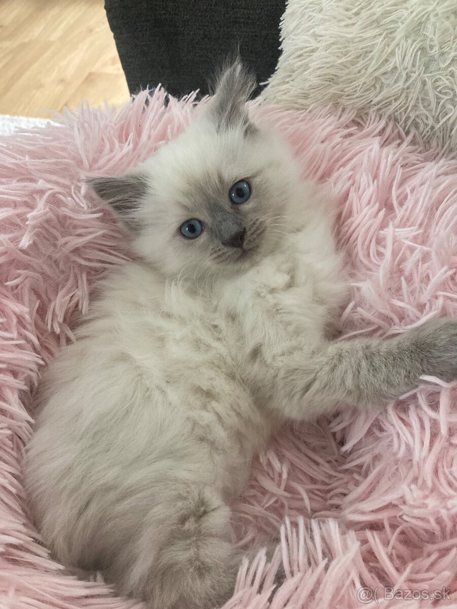 Ragdoll mačička - 2