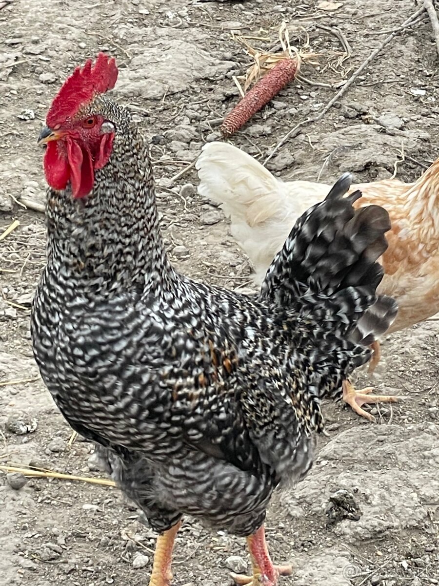 Predám mladé kohuty - eladó kakasok - 2