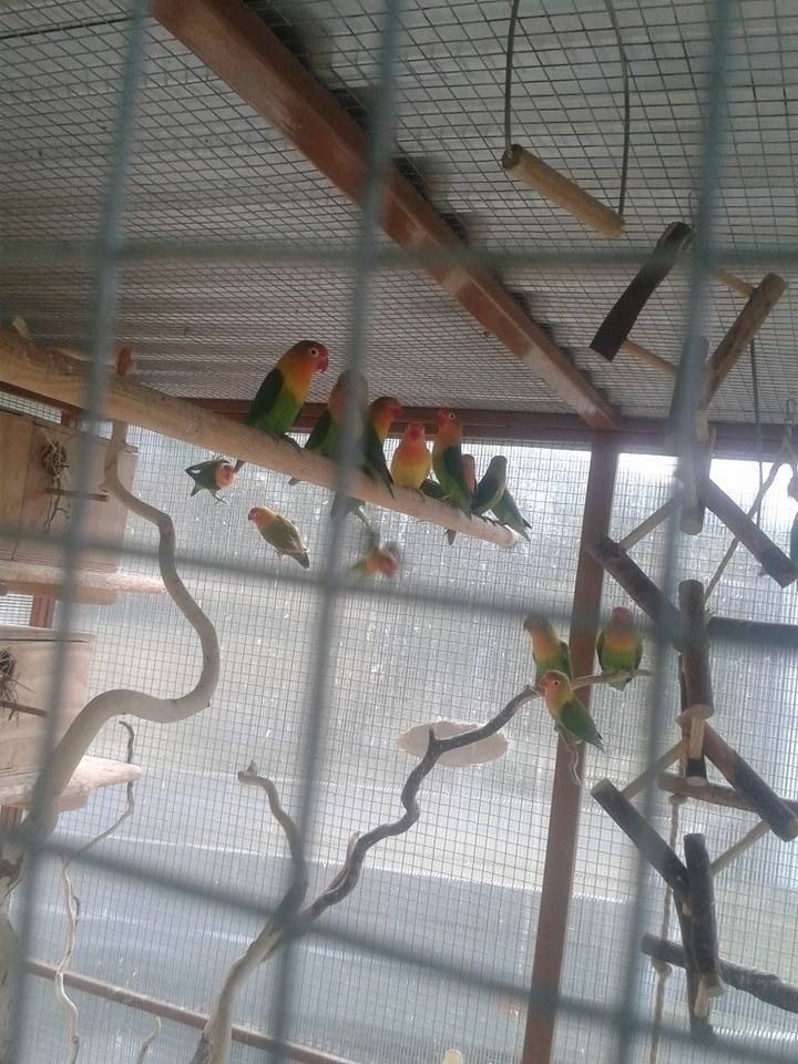 2025-Agapornis Fisher Samček aj Samička. - 2