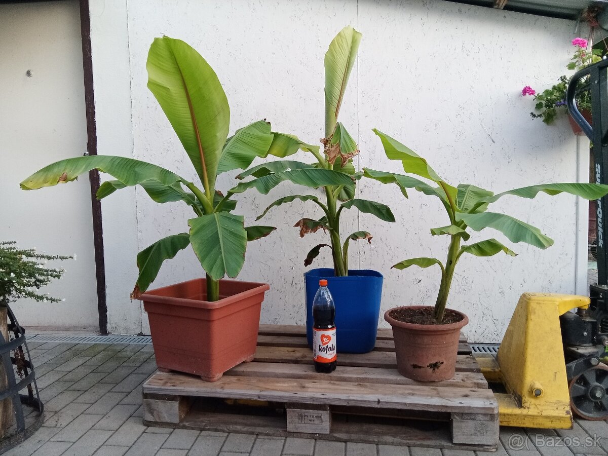 Predám Bananovniky Musa Basjoo - 2