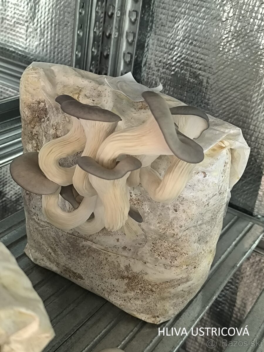 SUŠENÉ HUBY/HRÍBY - hliva, korálovec, dubáky, osičník - 2