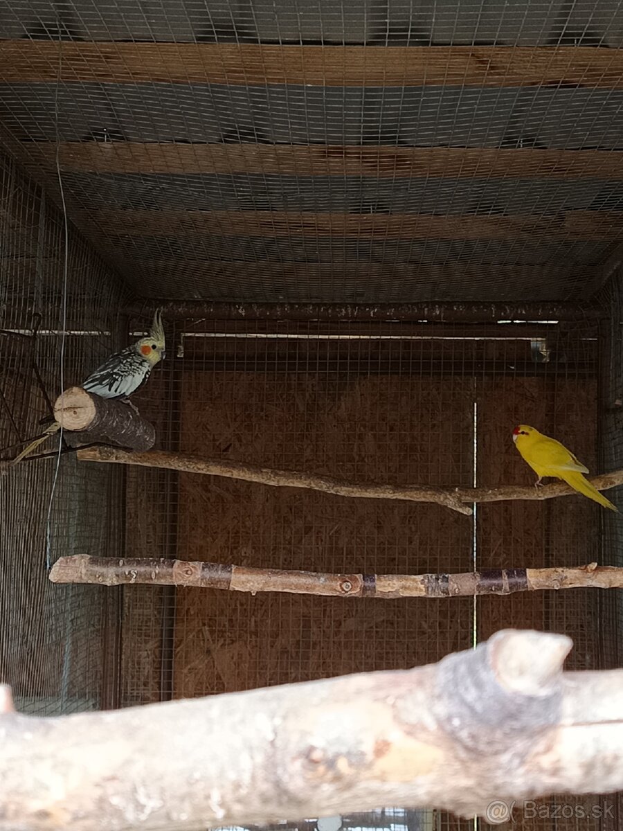 Predám korelu a kakarika - 2