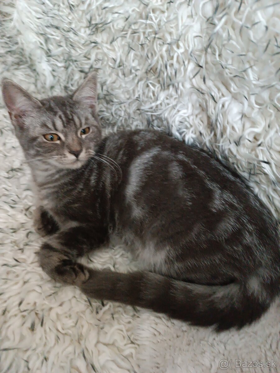 Britske maciatka - 2