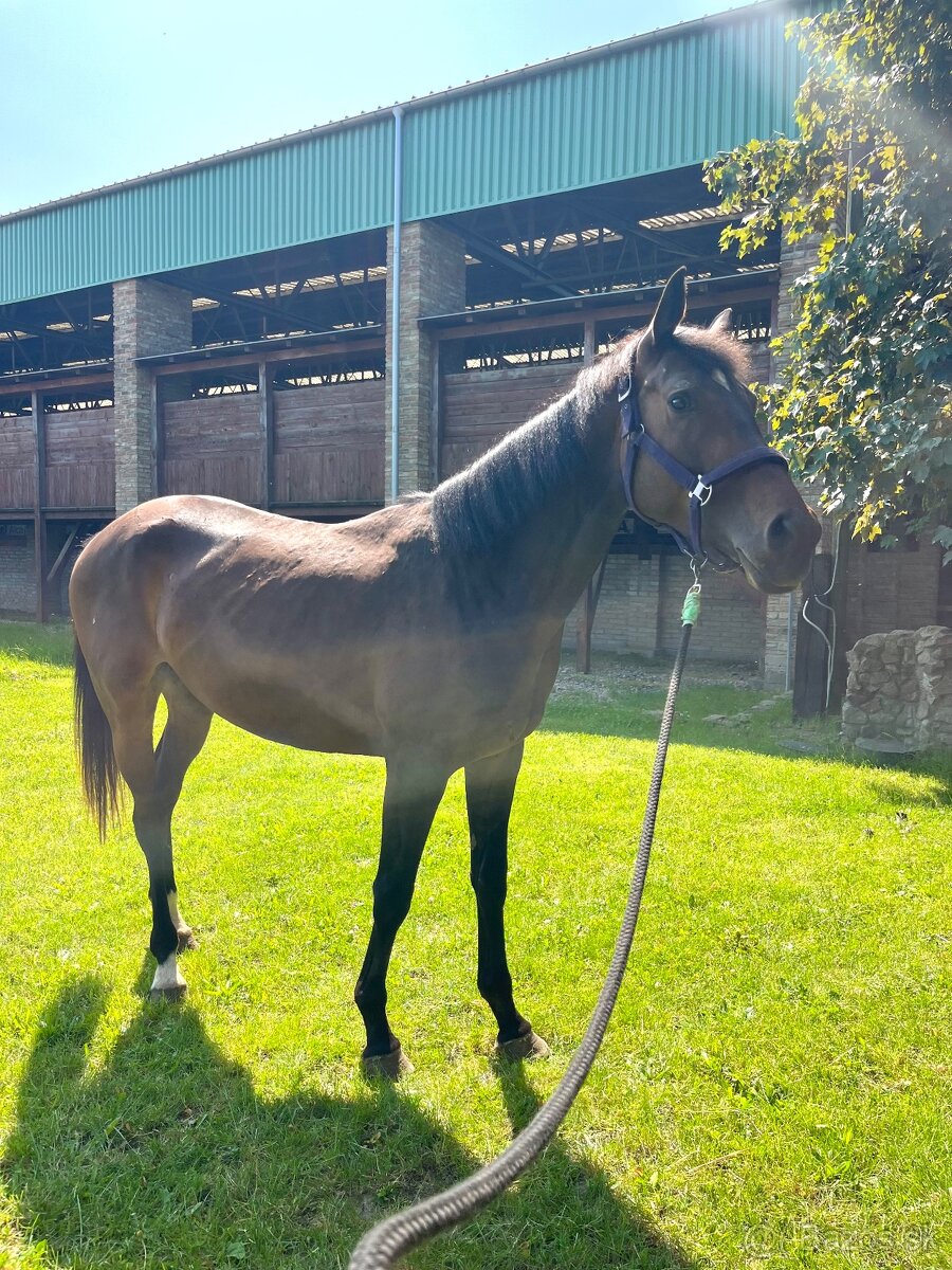 4 ročná kobyla na predaj - 2
