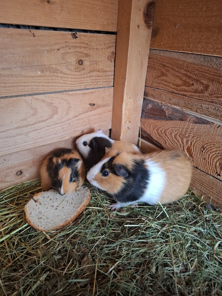 Morča , morské prasiatko, prasiatka - 2