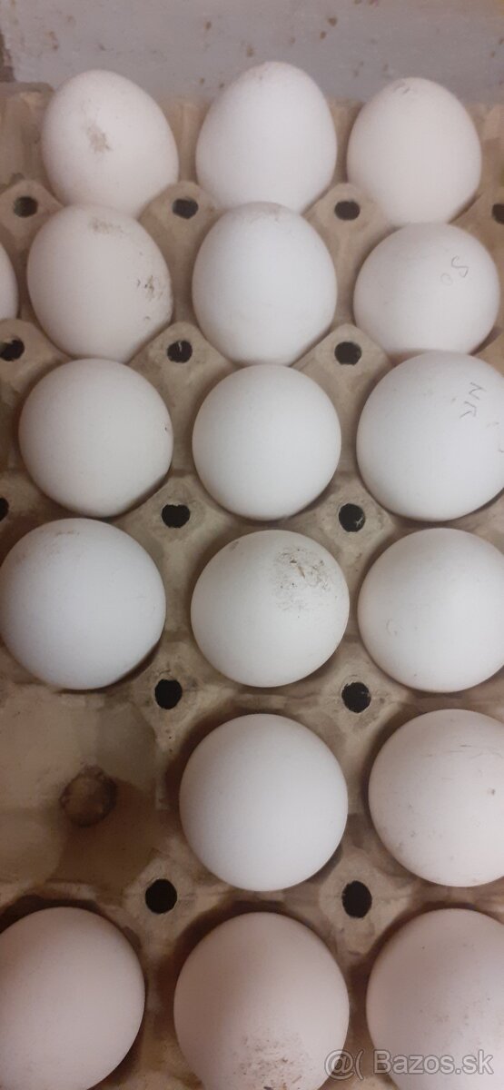 Nasadové vajíčka - 2