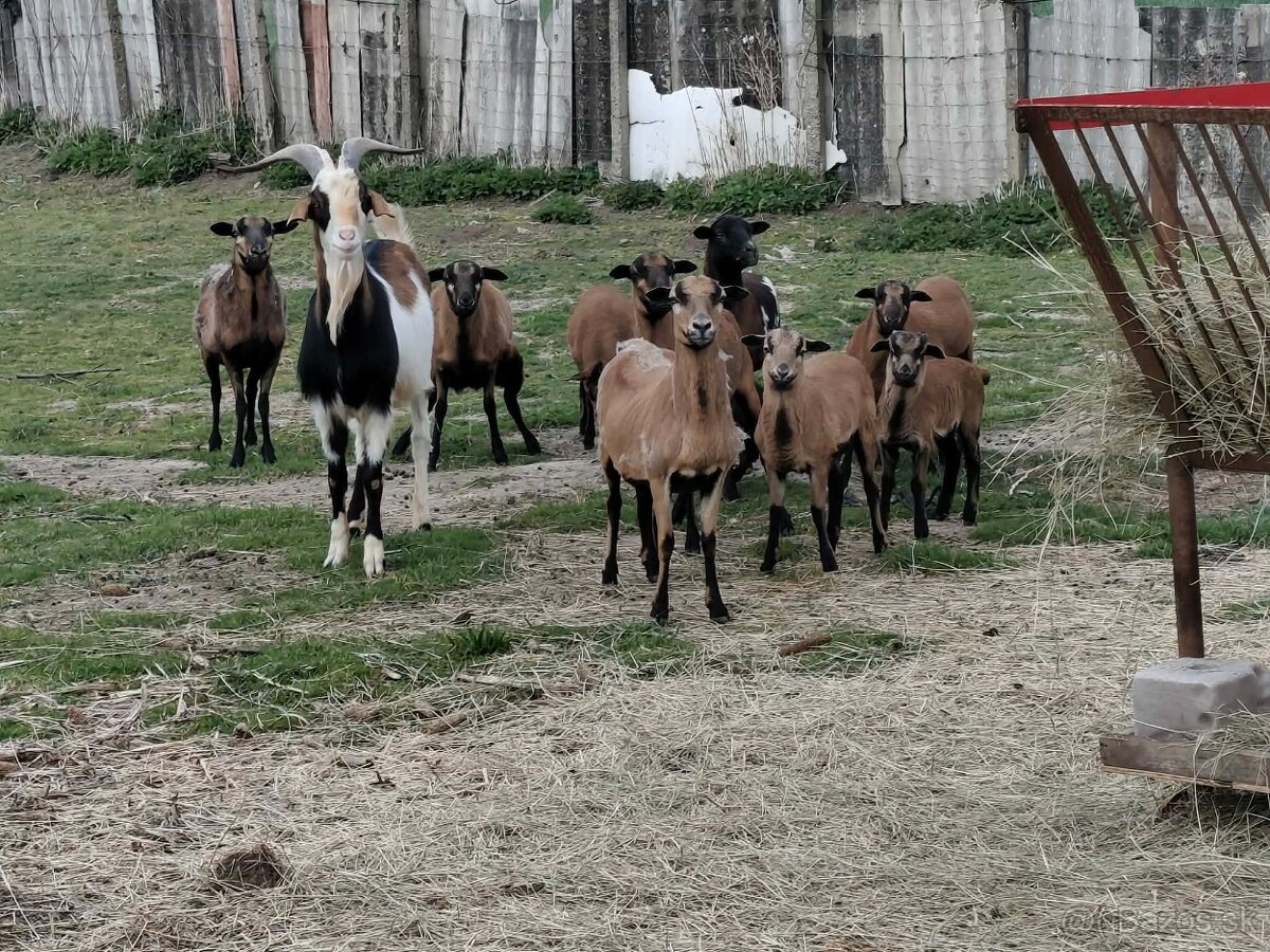 Kozy a kamerunske ovecky - 2