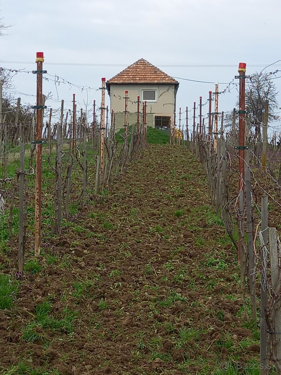 Viničný Hajlok - 2