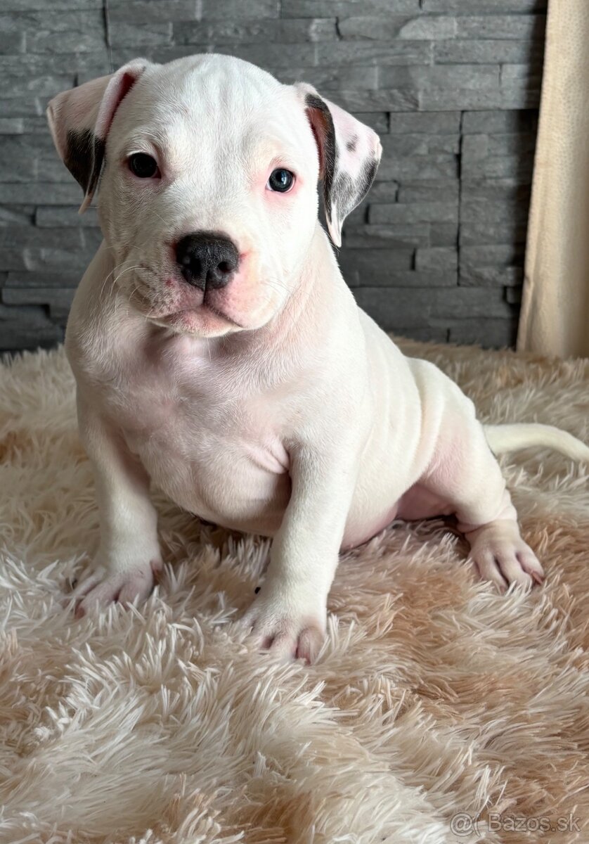 American Bully s PP - 2